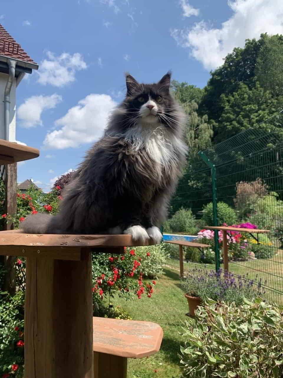 Gerade hatte Molly etwas Zeit für Fotos.😹😂 Gerade hatte Molly etwas Zeit für Fotos.😹😂