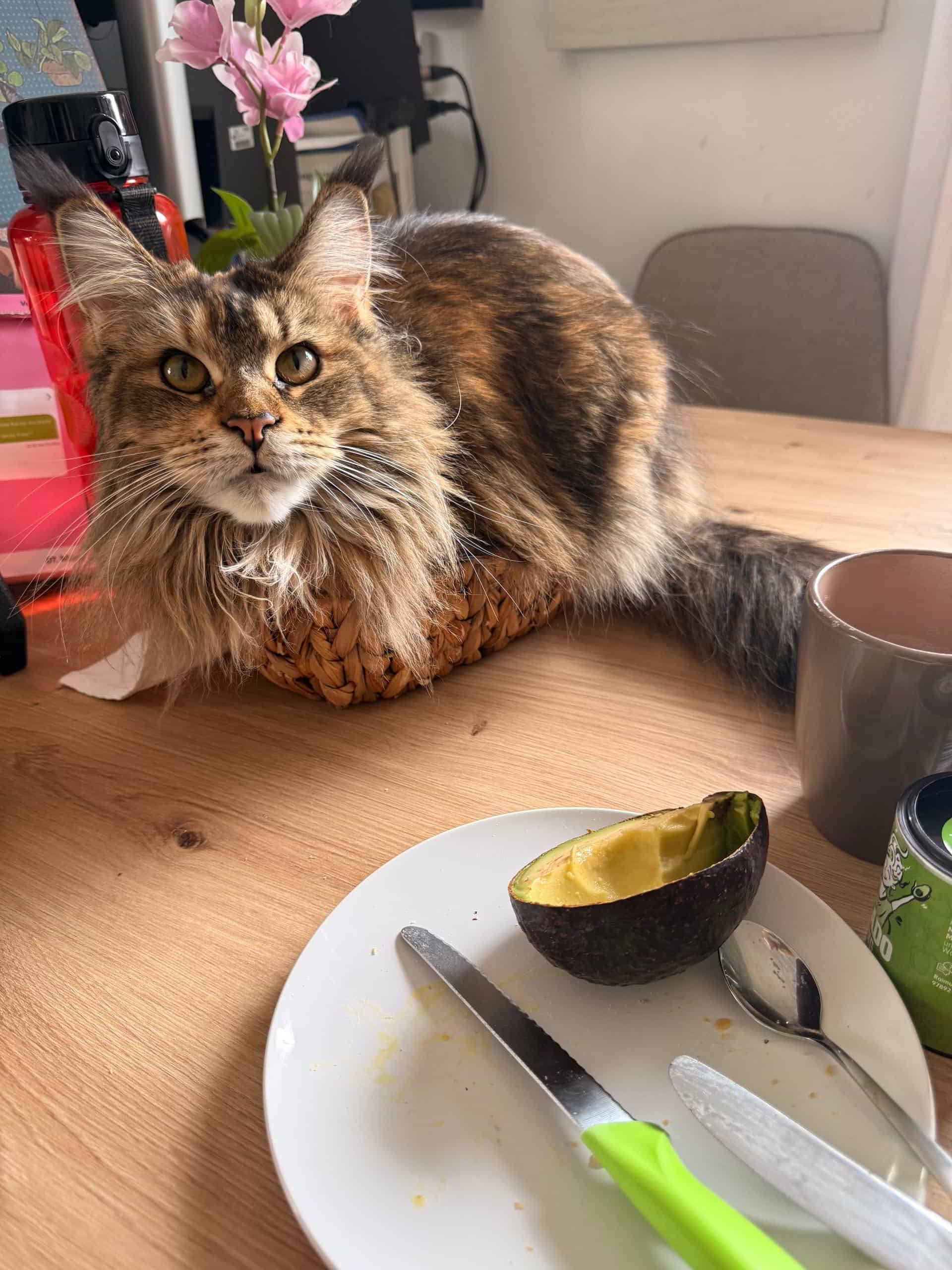 Guten Morgen, die Brötchen im Brötchenkorb waren heute etwas zu lange im Ofen👀 Guten Morgen, die Brötchen im Brötchenkorb waren heute etwas zu lange im Ofen👀