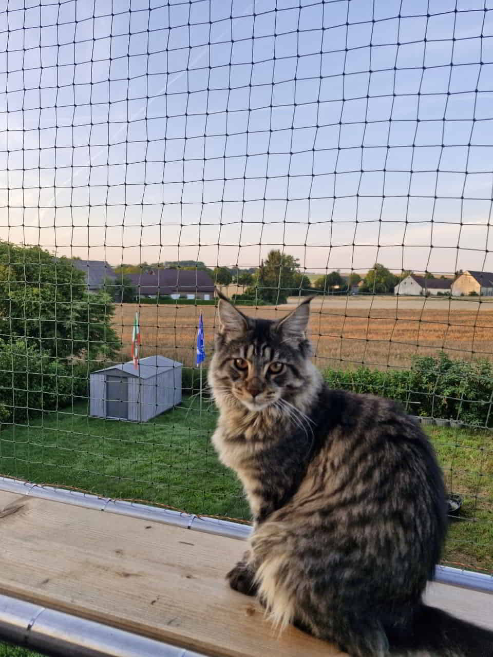 Guten Morgen 🌞🌻und liebe Grüße❤️von Frodo😺 Guten Morgen 🌞🌻und liebe Grüße❤️von Frodo😺