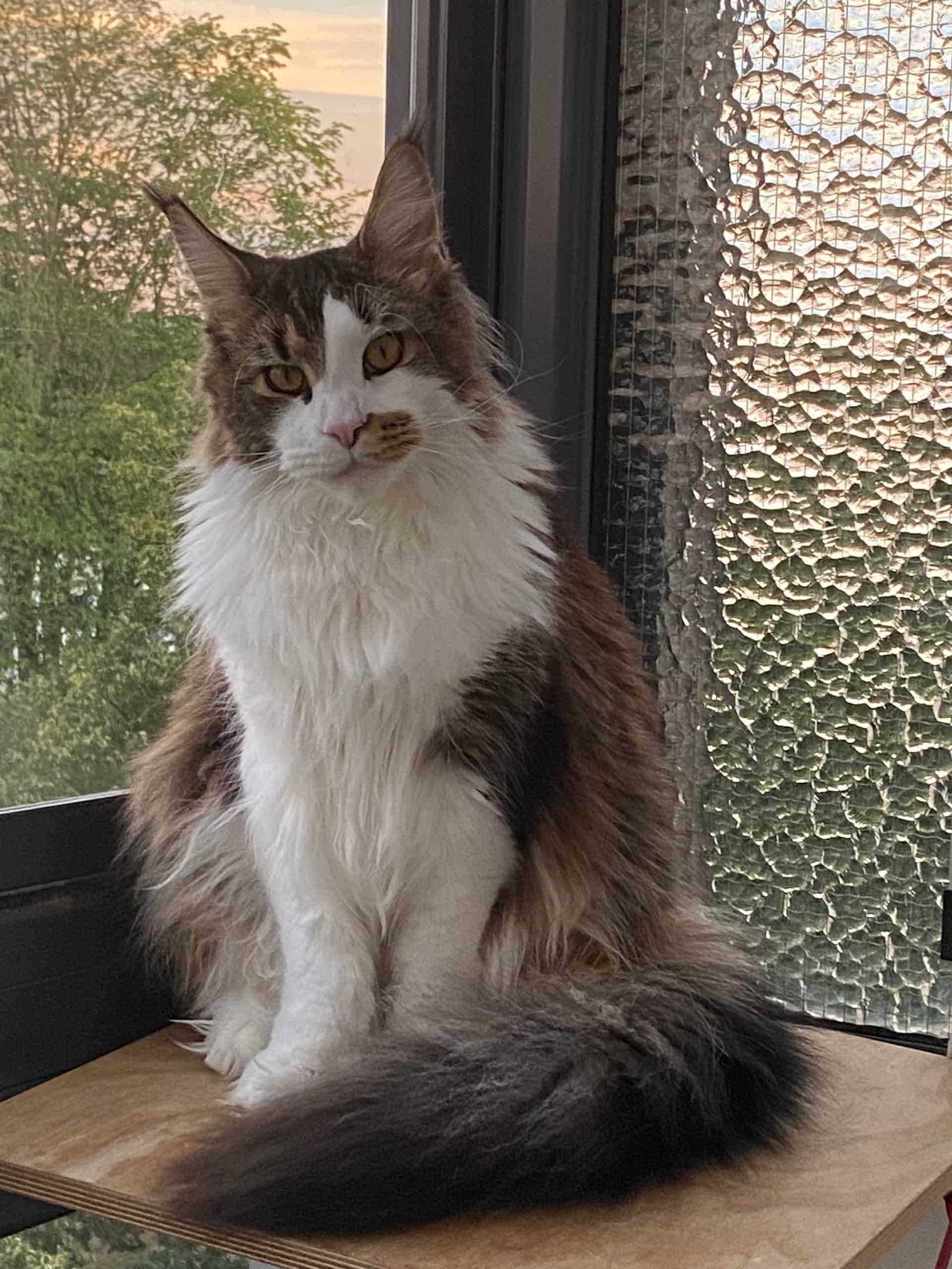 Jetzt hat Colin mit gerade mal 13 Monaten die 8 kg geknackt und somit Queen Mary ( 8 Jahre) mit ihren 7,8 Kg überholt 🥰 Jetzt hat Colin mit gerade mal 13 Monaten die 8 kg geknackt und somit Queen Mary ( 8 Jahre) mit ihren 7,8 Kg überholt 🥰