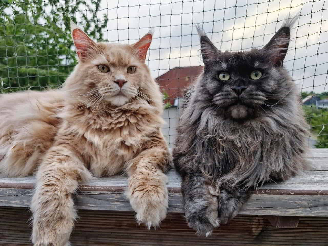 Justus und Franka Guten Morgen ihr Langschläfer 😼 Justus und Franka Guten Morgen ihr Langschläfer 😼