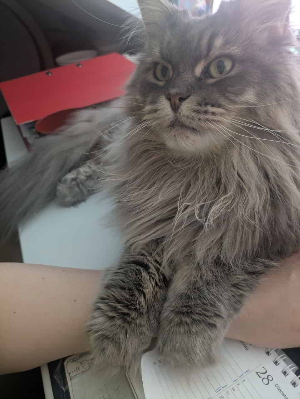 Lexy of Maine Coon Castle Lexy of Maine Coon Castle