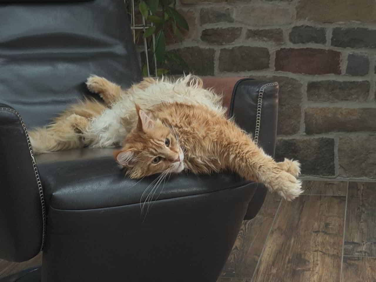 Lieber Charlie, alles Liebe zu Deinem 5. Geburtstag Lieber Charlie, alles Liebe zu Deinem 5. Geburtstag