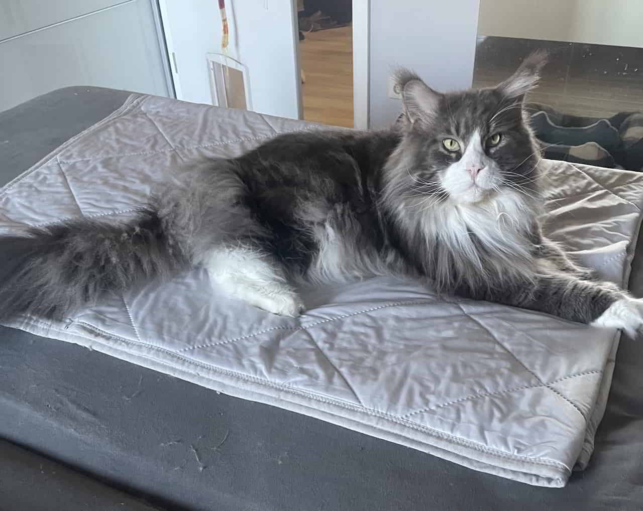Mäxchen, der Betten mach Inspektor Mäxchen, der Betten mach Inspektor