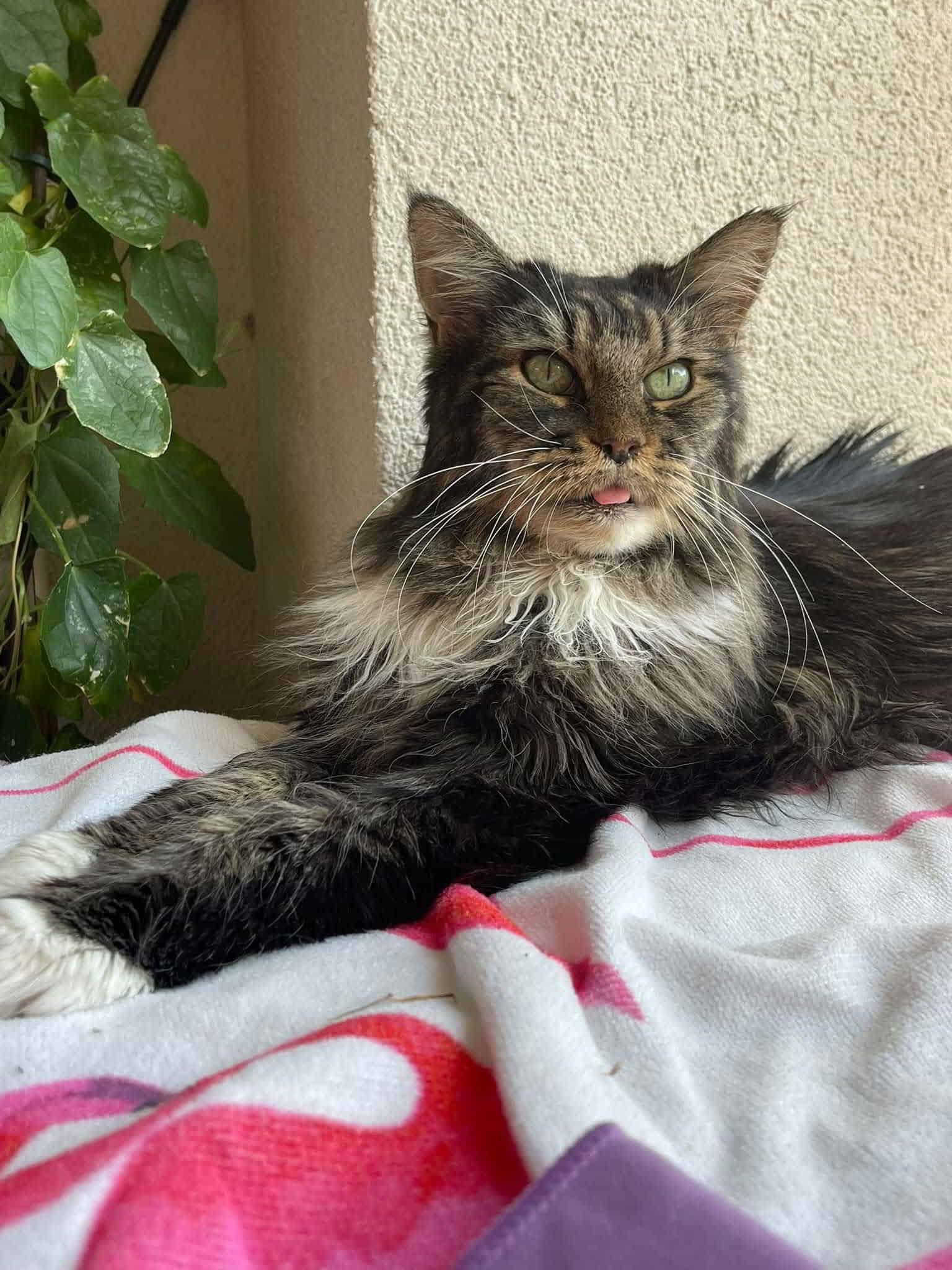 Maika heute 15 Jahre 💕💕 🥳 Maika heute 15 Jahre 💕💕 🥳