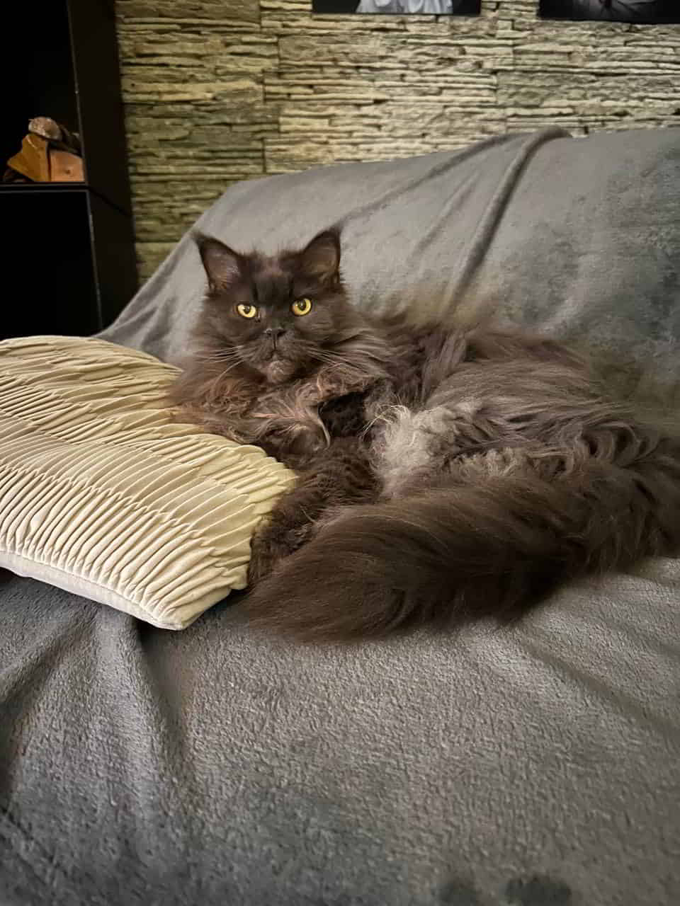 Nicky of Maine Coon Castle Nicky of Maine Coon Castle