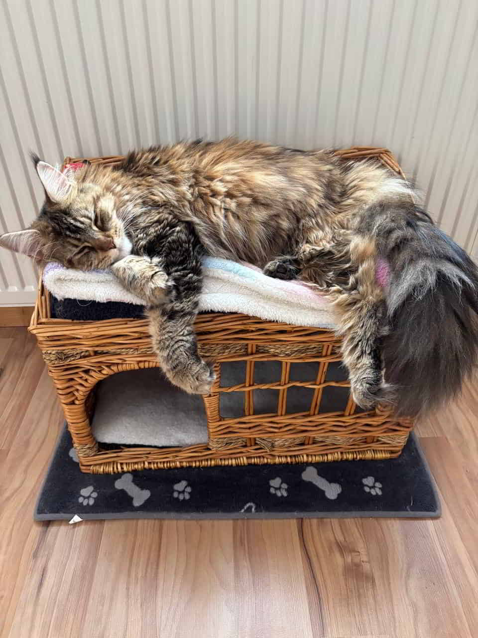 Unser Prinzesschen schläft schon wieder 😻 Unser Prinzesschen schläft schon wieder 😻