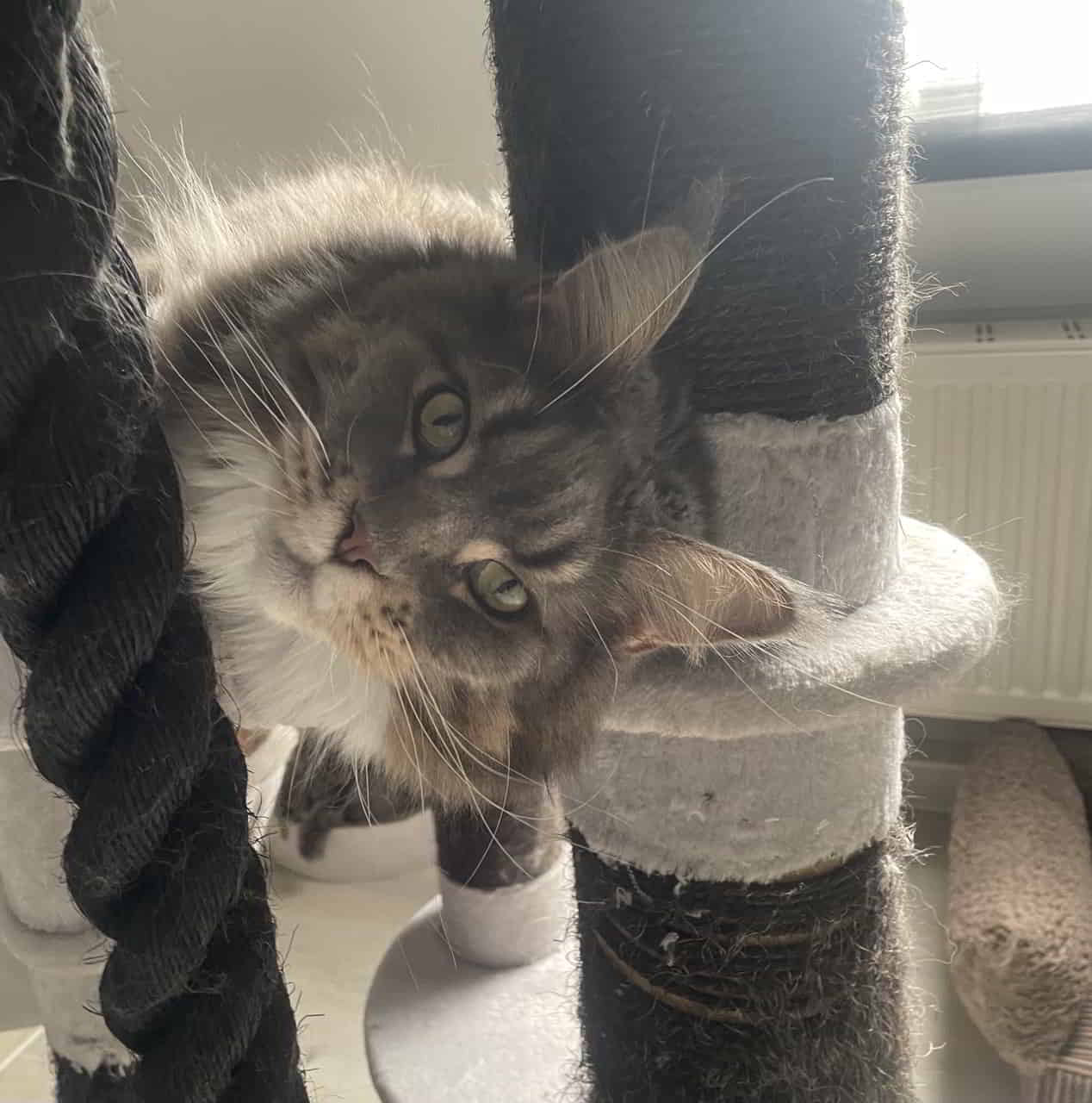 Was issen los Was issen los