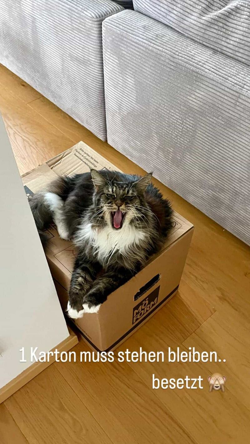 Elegantes Lustige Katzenbilder Fr Whatsapp Bild