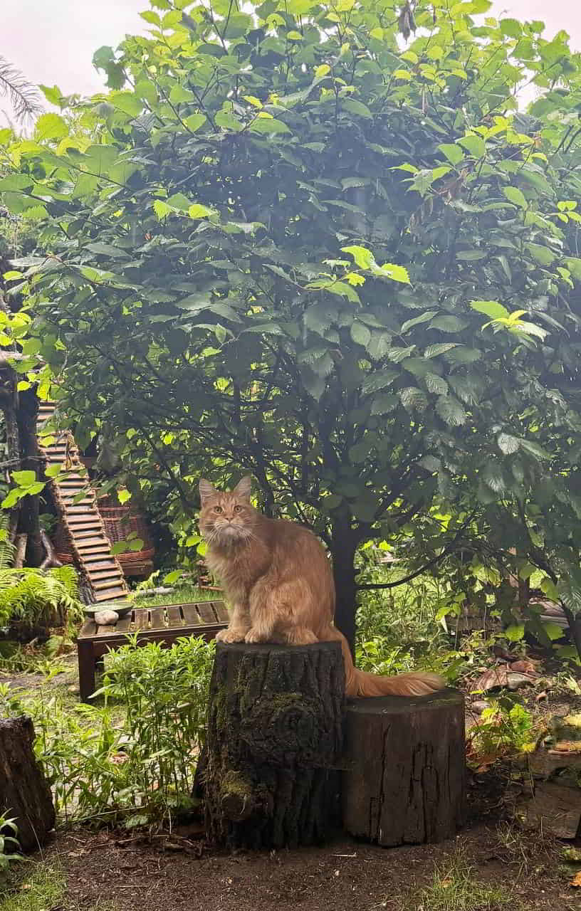 Dean hat ein trockenes Plätzchen gefunden 😺🌿 Dean hat ein trockenes Plätzchen gefunden 😺🌿