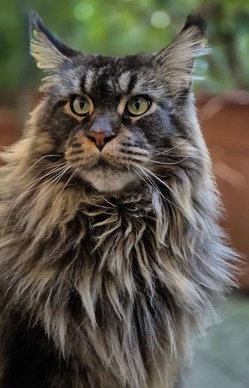 Haris ist nun 4,5 Jahre alt und ein wunderschöner, imposanter Castle Kater geworden Haris ist nun 4,5 Jahre alt und ein wunderschöner, imposanter Castle Kater geworden