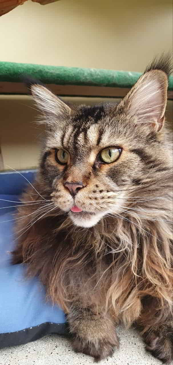 Mario of MCC 😻 Mario of MCC 😻