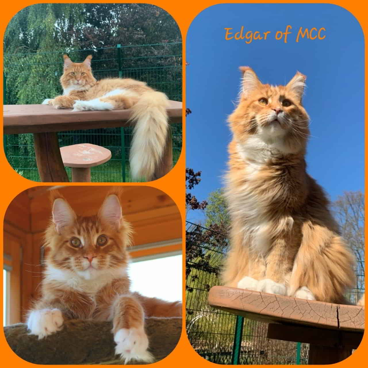 Mein süßer Eddie feiert heut seinen 5 Geburtstag. Mein süßer Eddie feiert heut seinen 5 Geburtstag.