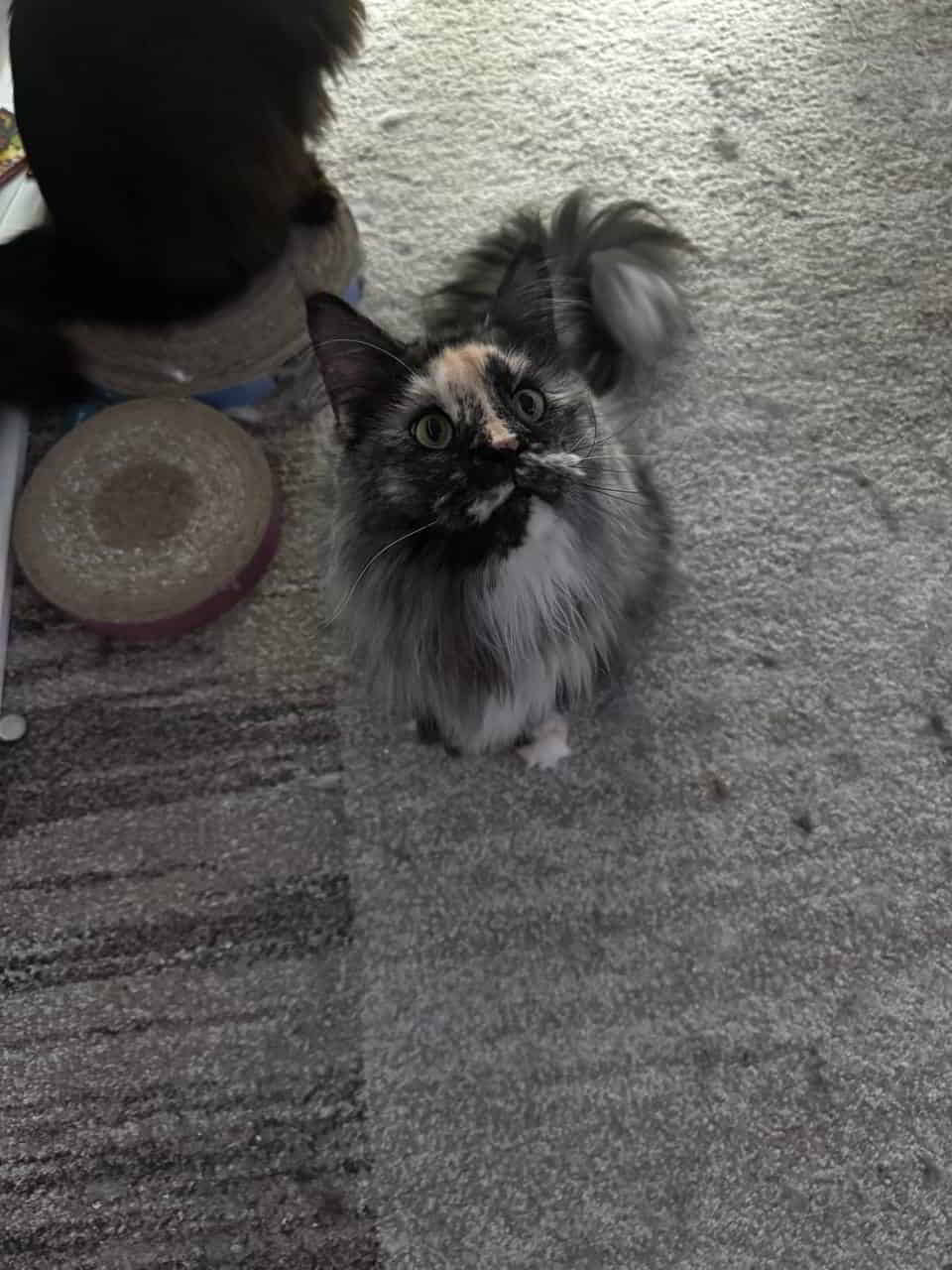 Querida 3 Jahre alt und happy purrsday an alle Q3 Linge Querida 3 Jahre alt und happy purrsday an alle Q3 Linge
