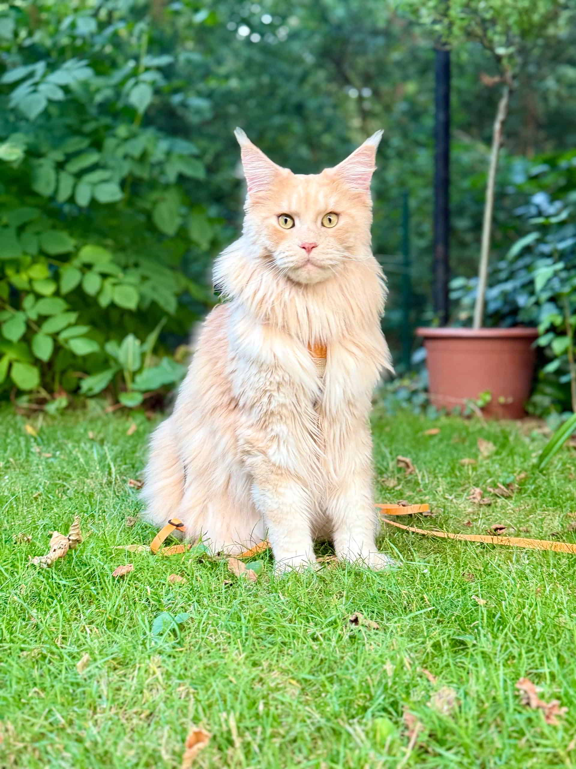 Quiet Fire of Maine Coon Castle Quiet Fire of Maine Coon Castle