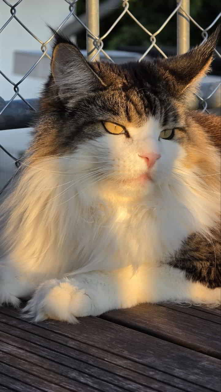 Winni beim genießen der Abendsonne Winni beim genießen der Abendsonne