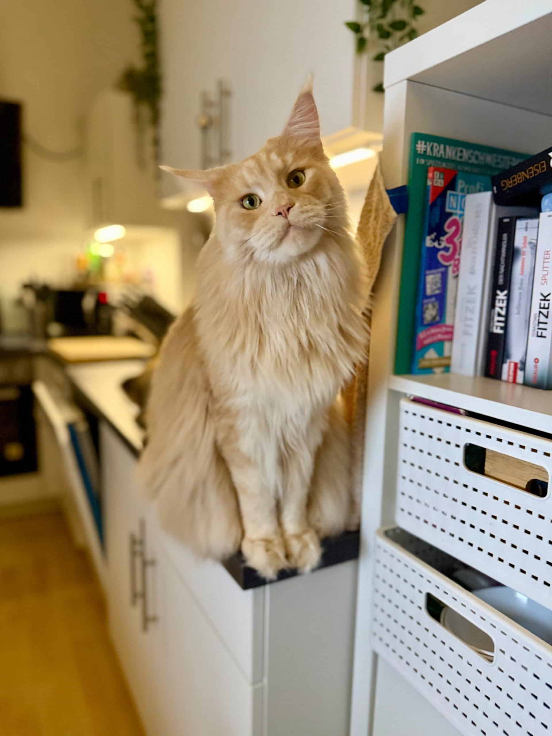 🔥 Quiet Fire of MainecoonCastle heute 3 Jahre alt❤️ 🔥 Quiet Fire of MainecoonCastle heute 3 Jahre alt❤️