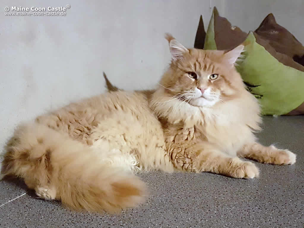Andy of Maine Coon Castle Andy of Maine Coon Castle