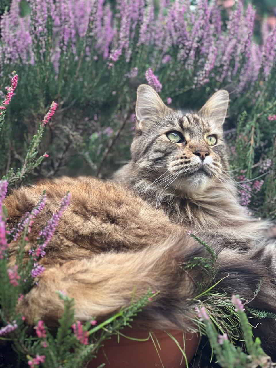 Auf der Heide blüht ein kleines Blümelein und das heißt Xooooola. Auf der Heide blüht ein kleines Blümelein und das heißt Xooooola.