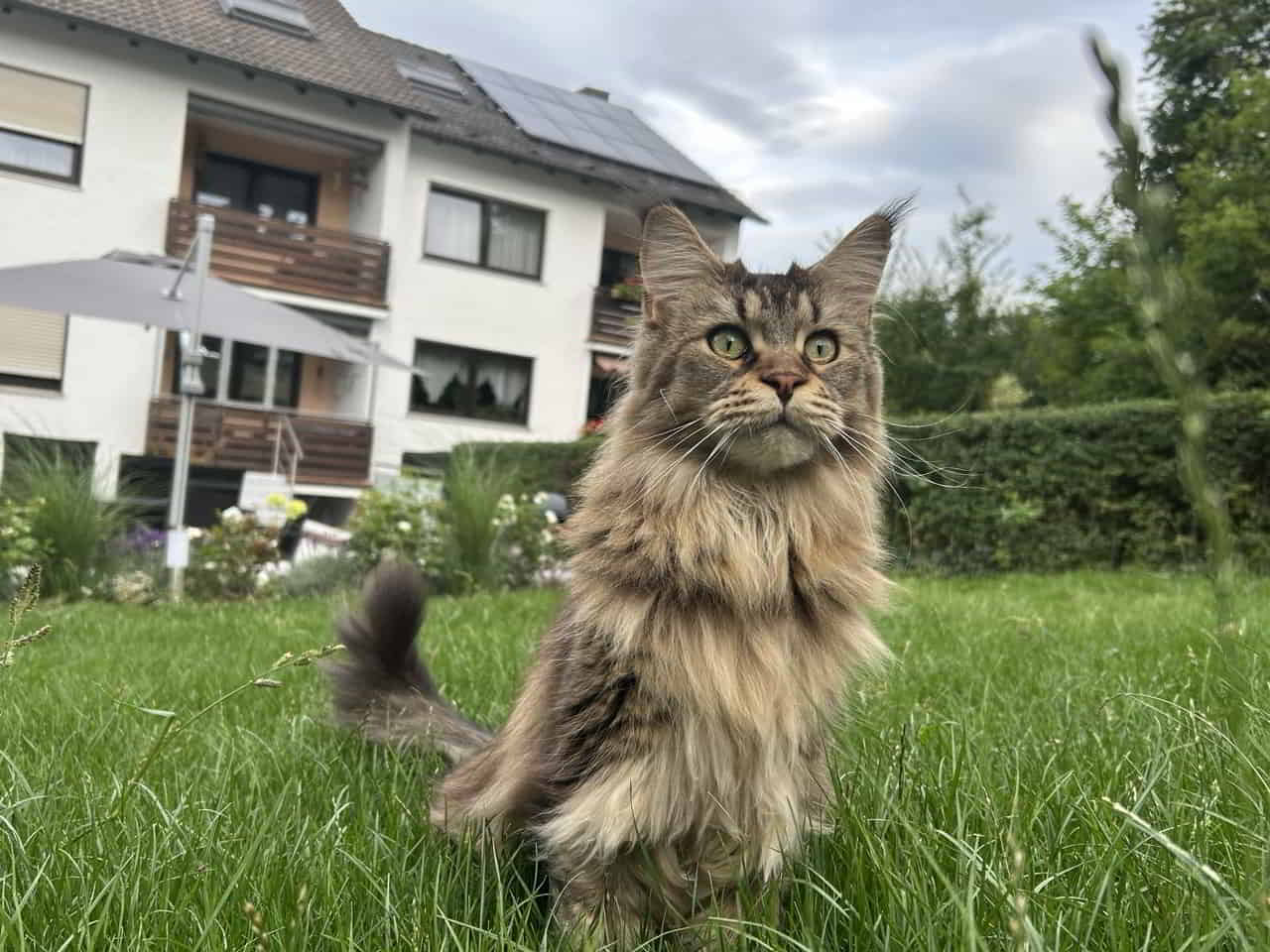 Carlo of Maine Coon Castle Carlo of Maine Coon Castle