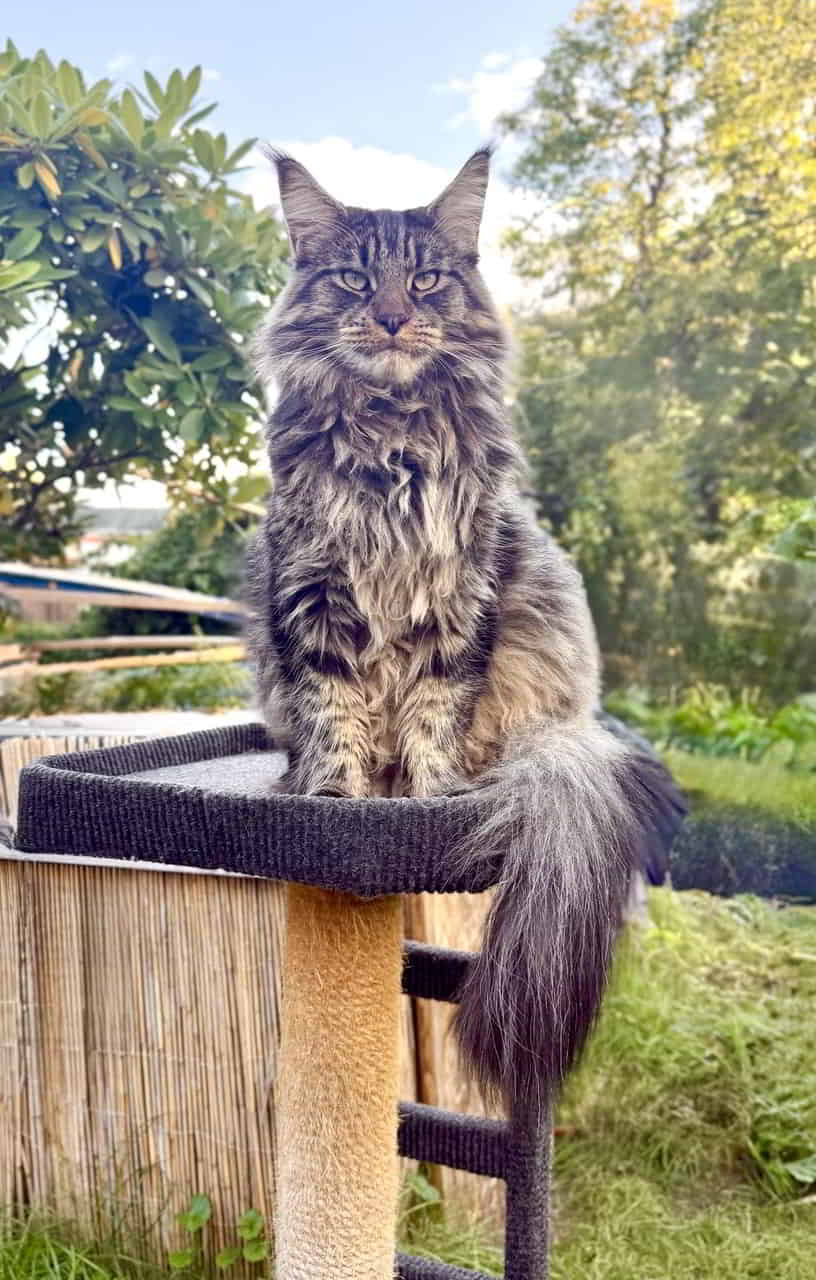 E4 Enzo of Maine Coon Castle aka Louis Jr. 15 Monate, 7920g 😸 E4 Enzo of Maine Coon Castle aka Louis Jr. 15 Monate, 7920g 😸