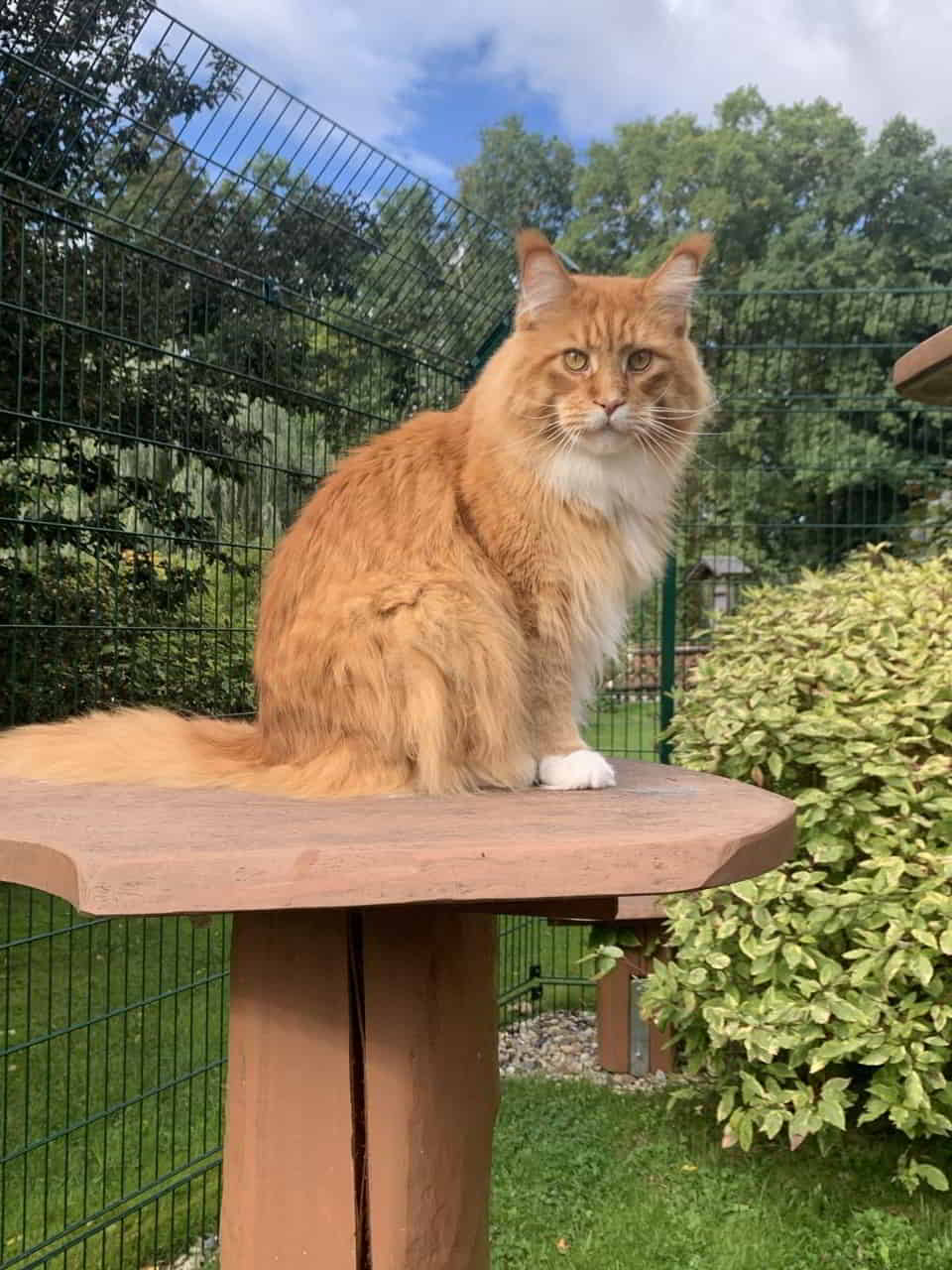 Eddie hat sich heut mal als Model gezeigt!😸 Eddie hat sich heut mal als Model gezeigt!😸