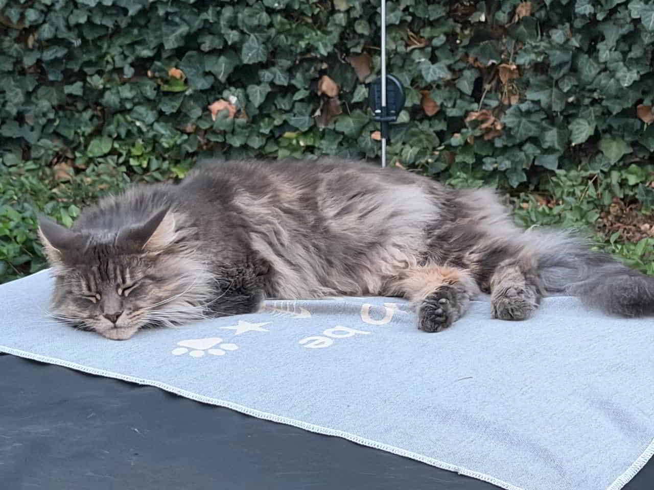 Emmy genießt den tollen September Abend 🥰 Emmy genießt den tollen September Abend 🥰