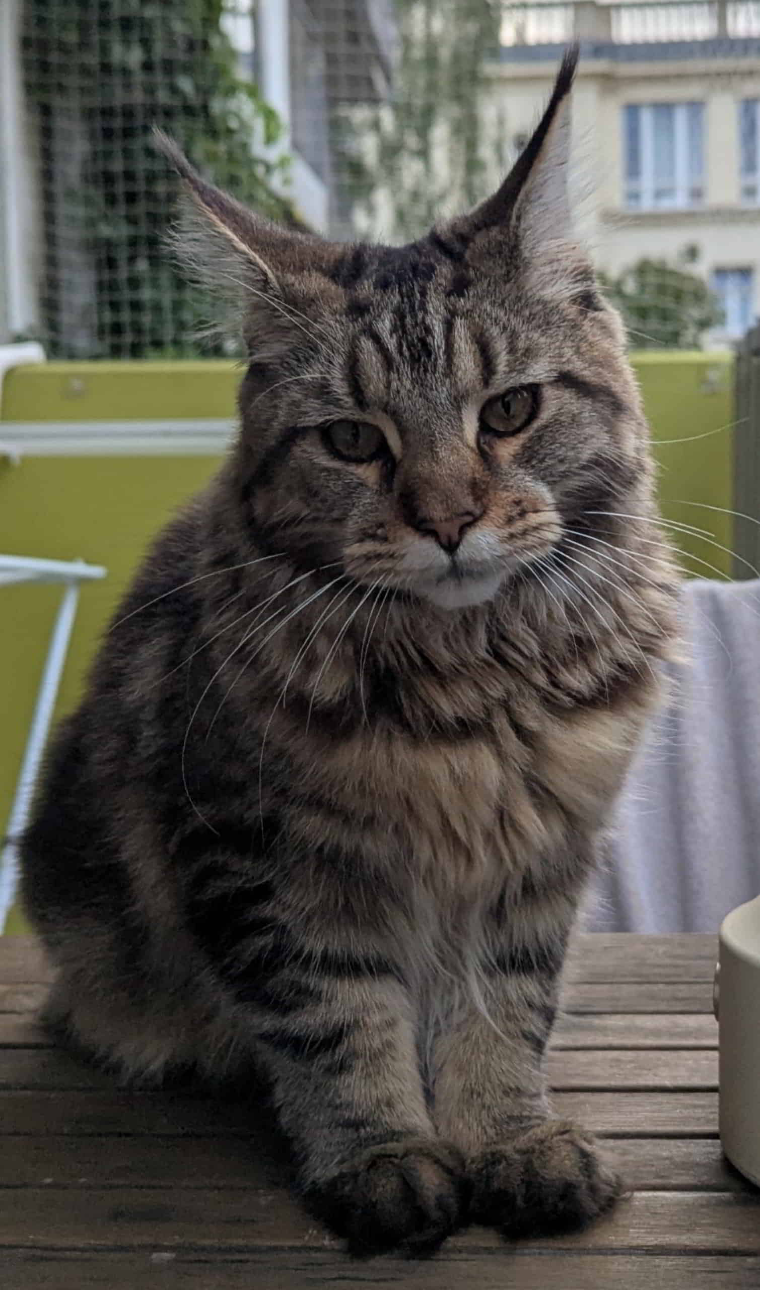 Frieda Frieda