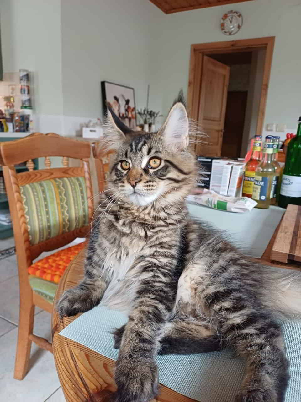 Ganz liebe Grüße von klein Harry an seine wundervolle Mama. 🐾😻🐾 Ganz liebe Grüße von klein Harry an seine wundervolle Mama. 🐾😻🐾