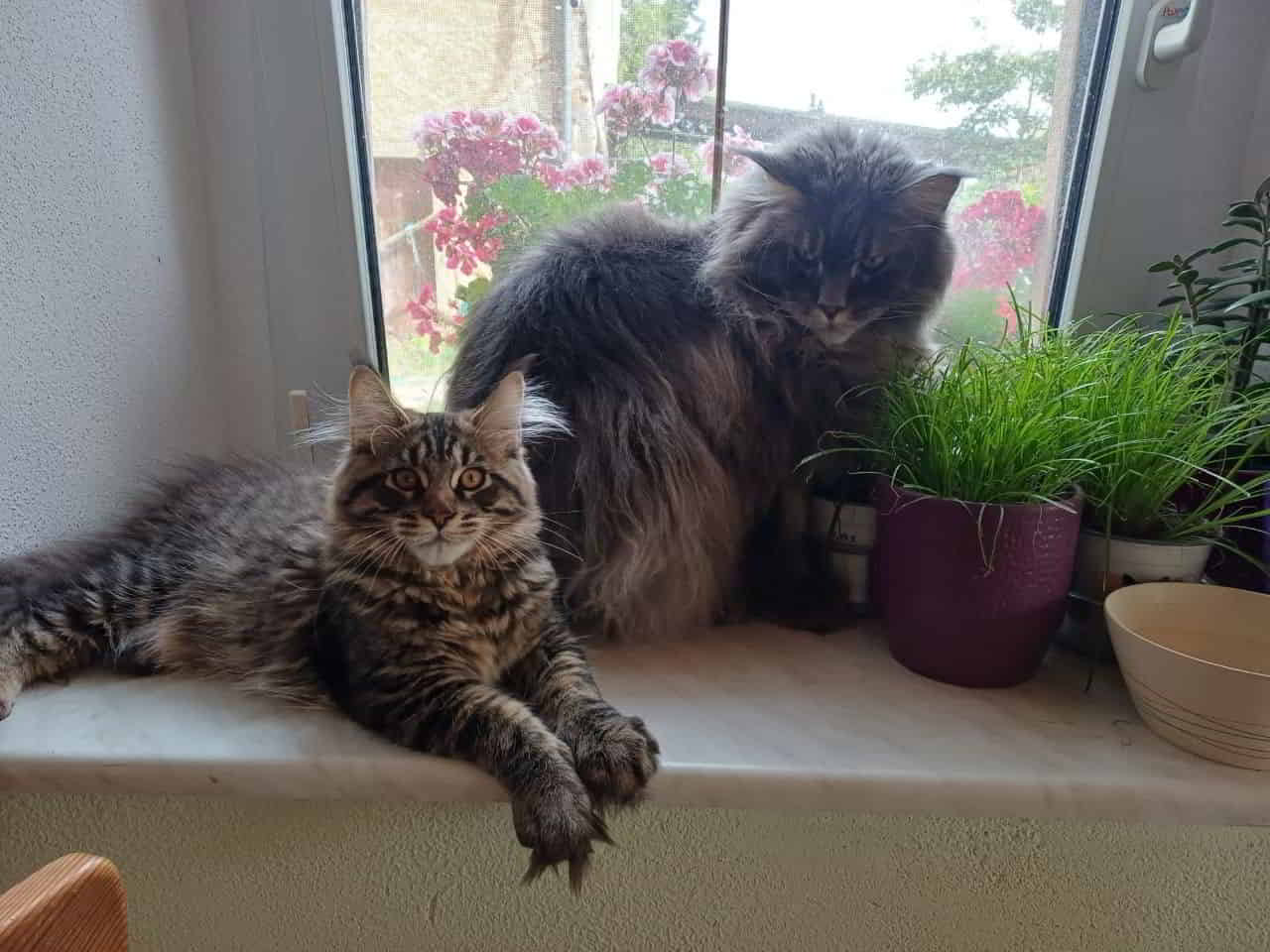 Groß und Klein. 😻 Groß und Klein. 😻