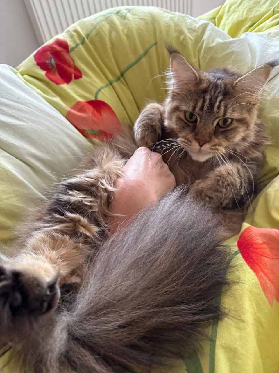 Guten Morgen 😃 kuscheln mit Mama ist ganz toll eure Dakota 😻 Guten Morgen 😃 kuscheln mit Mama ist ganz toll eure Dakota 😻