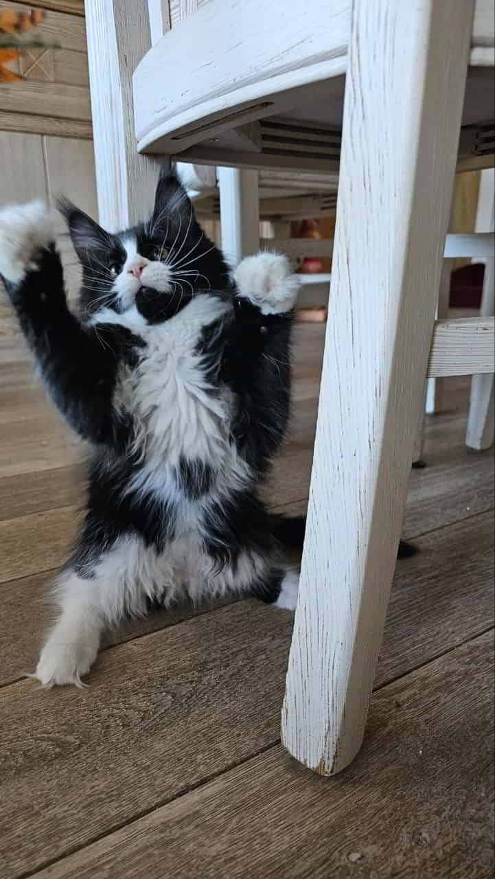 Ida ist ne ganz Süße. 😻 Ida ist ne ganz Süße. 😻