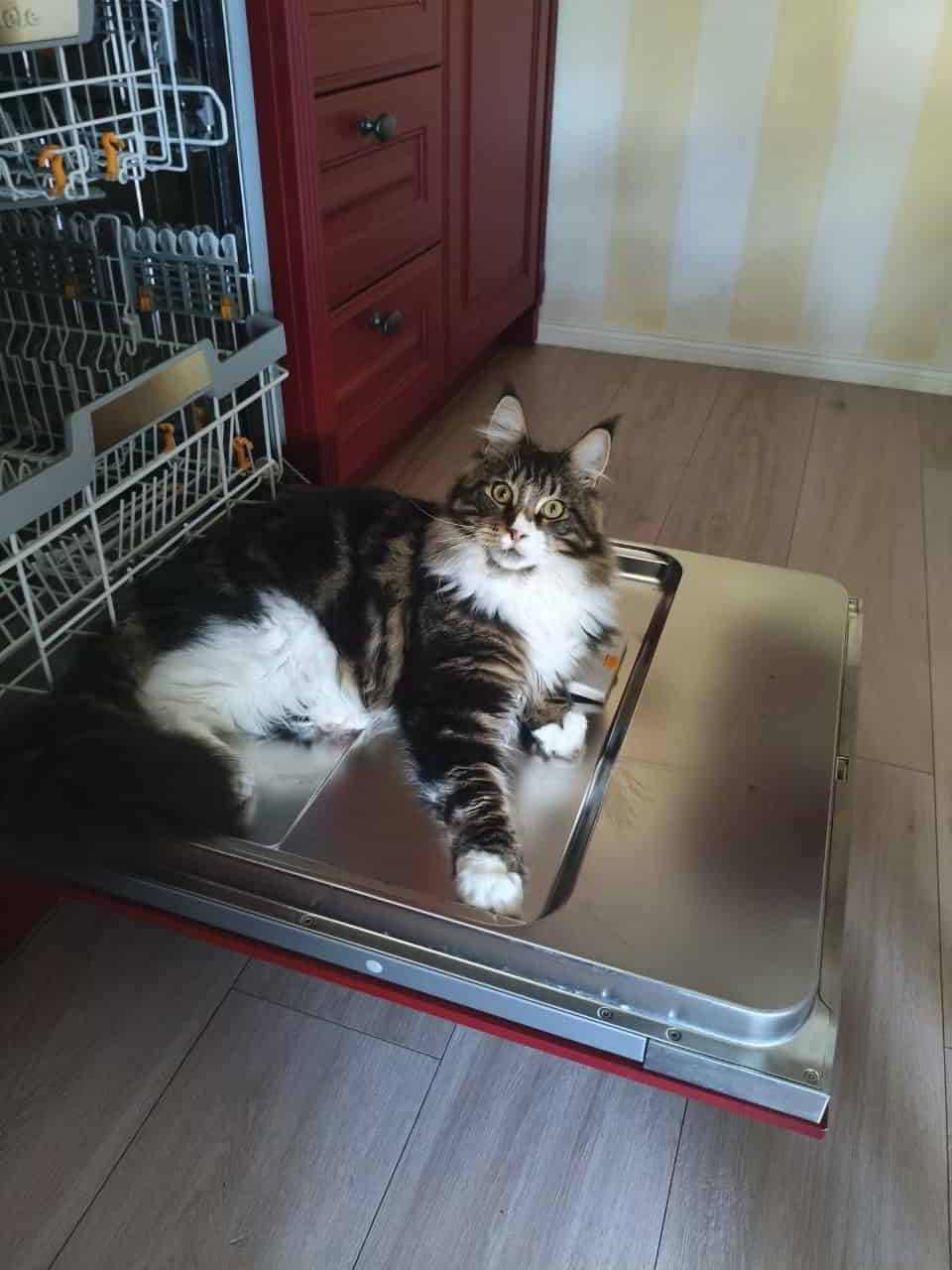 Katzenwäsche ist out❗️ Katzenwäsche ist out❗️