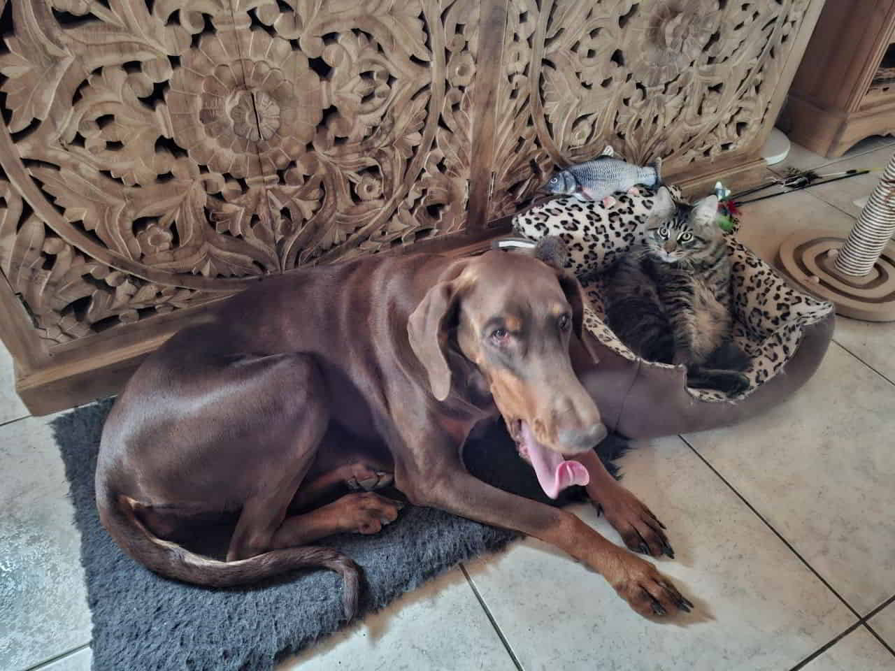 Klein Harry mit unserer Dobermann Hündin Ylvi. 🥰 Klein Harry mit unserer Dobermann Hündin Ylvi. 🥰
