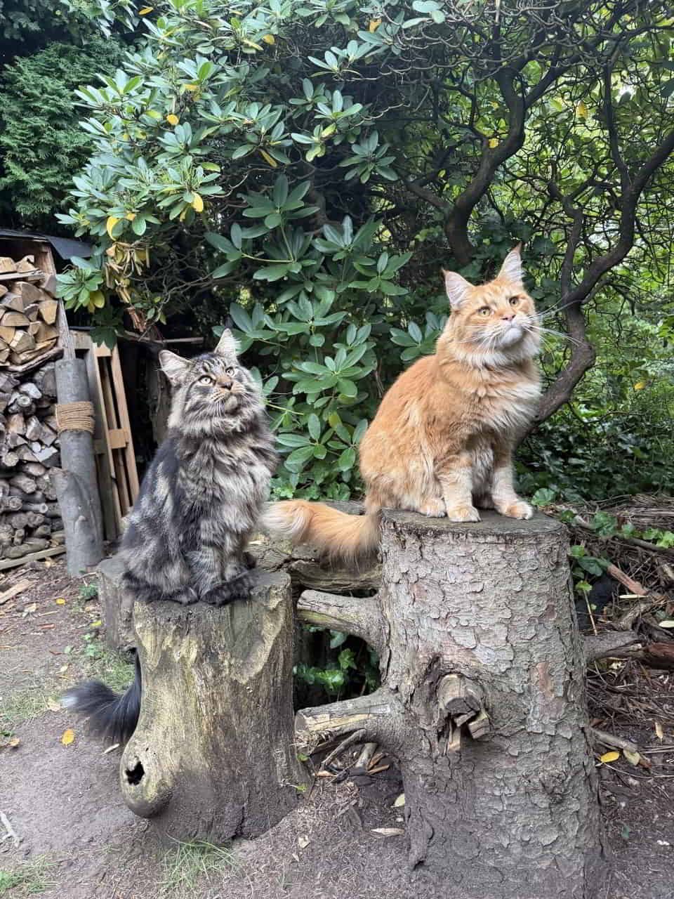 Liebe Grüße von Enzo & Dean 🌿😸😸❤️ Liebe Grüße von Enzo & Dean 🌿😸😸❤️