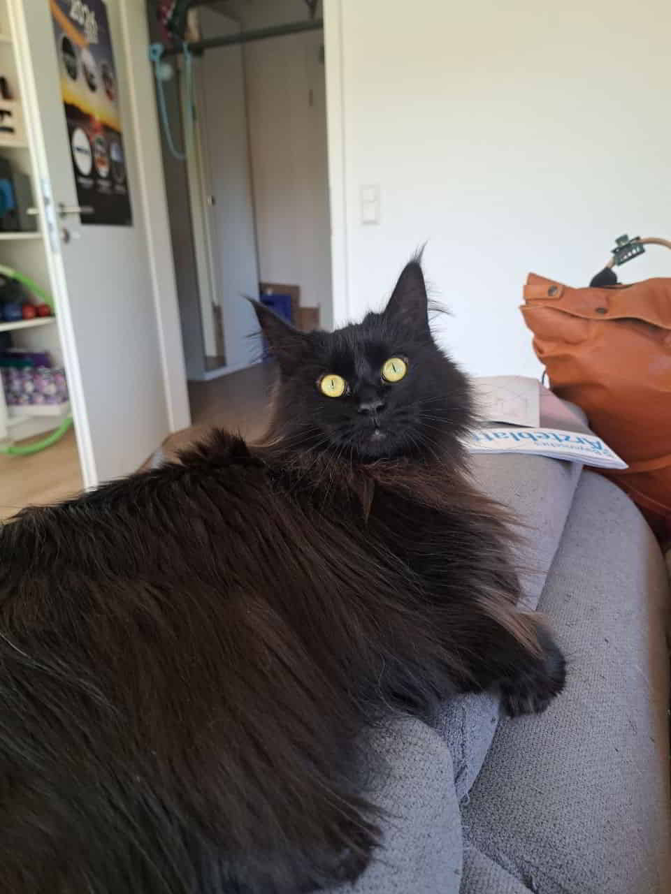 Lieblings Goldauge🥰 Lieblings Goldauge🥰