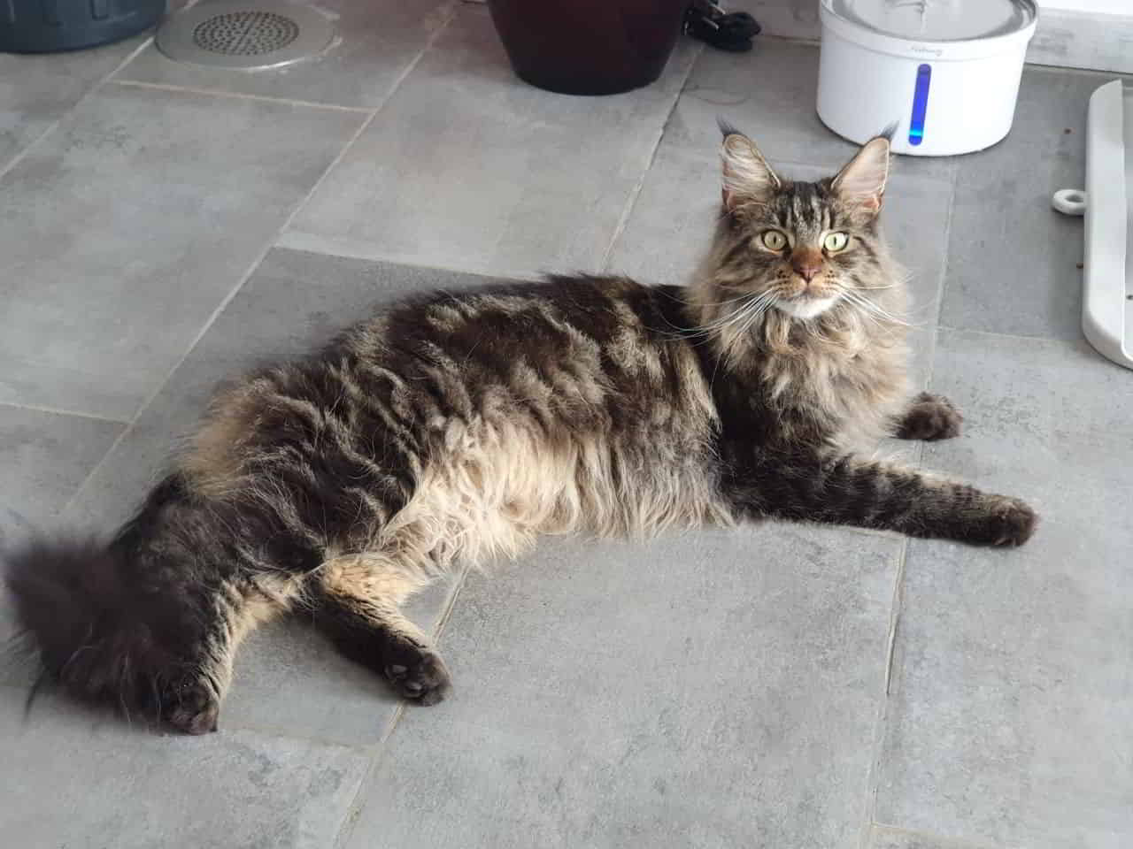 MCC Kater Easy MCC Kater Easy