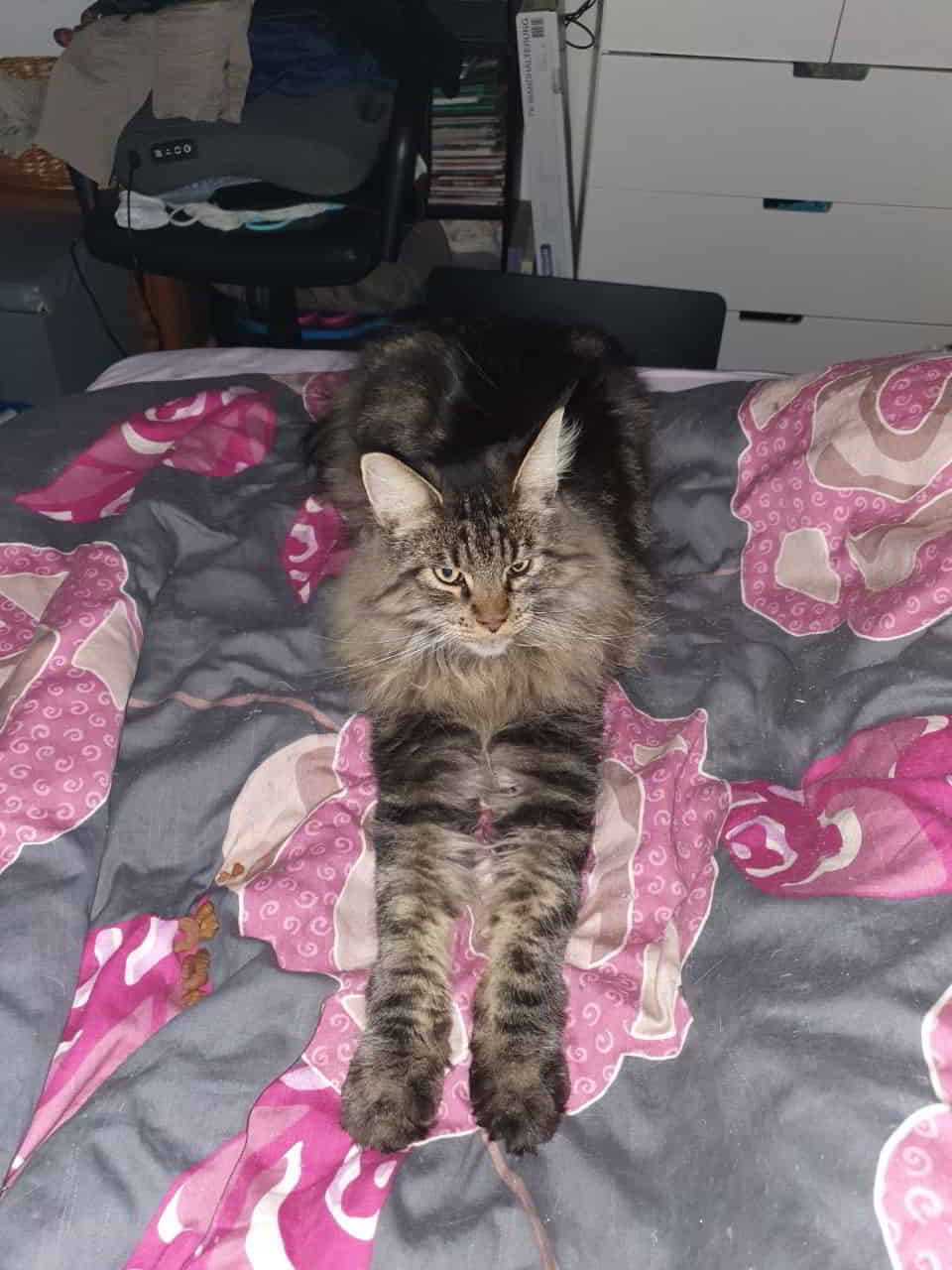 Mein kleiner Prinz Easy of MCC Mein kleiner Prinz Easy of MCC