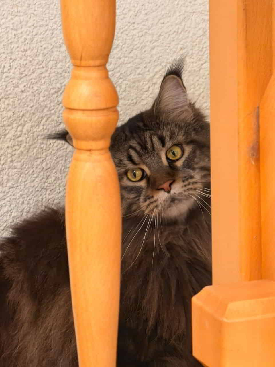 Pepo Guten Morgen, die Kattensitter sind zwar mega lieb und doch vermisse ich Mama und Papa. Pepo Guten Morgen, die Kattensitter sind zwar mega lieb und doch vermisse ich Mama und Papa.