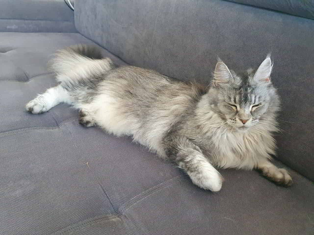 Prinzessin Franny of MCC ist heute 5 Jahre alt. ❤️🥳 Prinzessin Franny of MCC ist heute 5 Jahre alt. ❤️🥳