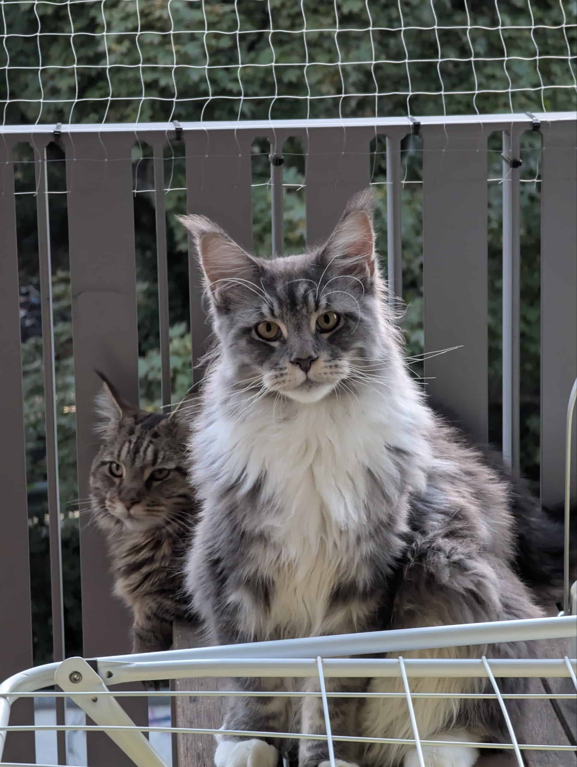 Sirius und im Hintergrund Frieda Sirius und im Hintergrund Frieda