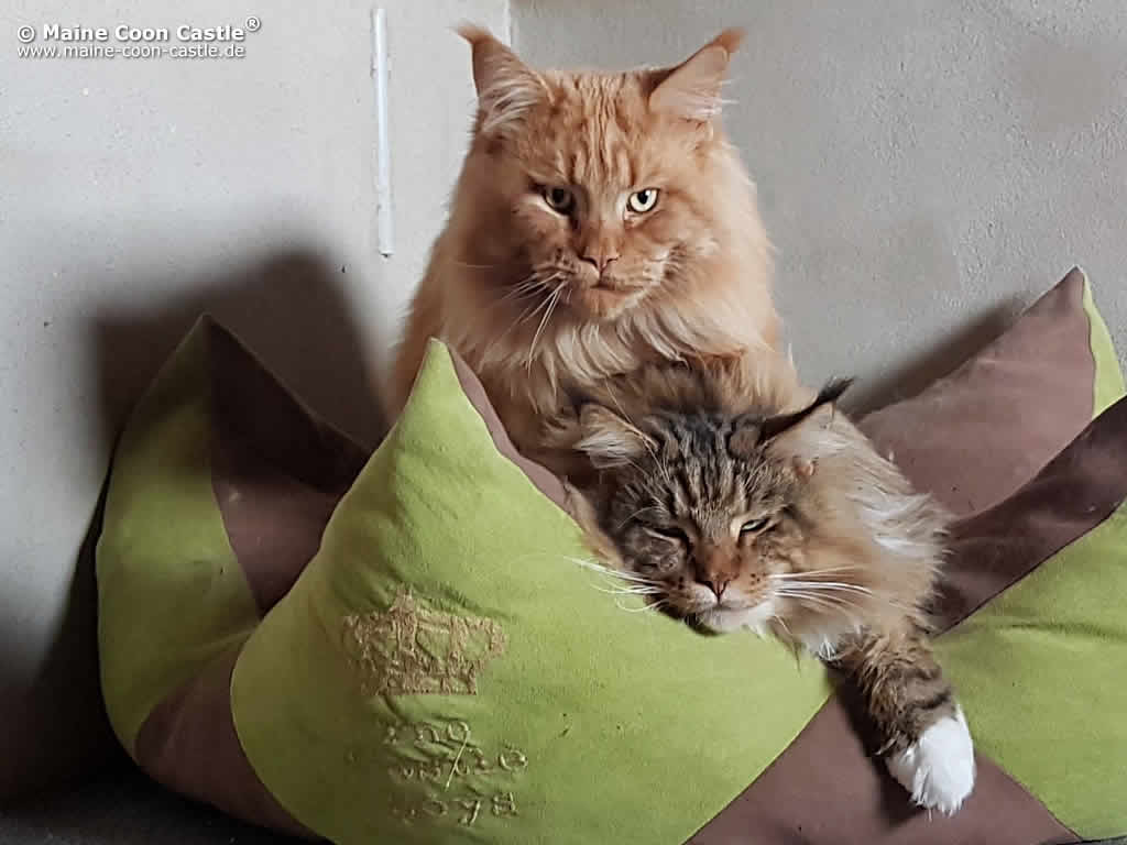 Zeus und Eli Zeus und Eli