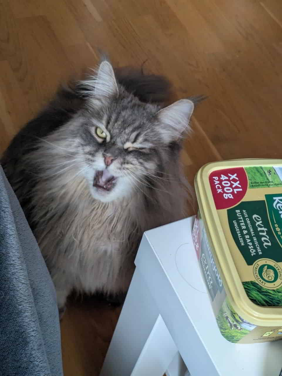 👑🐈 Prinzessin Lexy meldet sich zum Sonntagsfrühstück 👑🐈 Prinzessin Lexy meldet sich zum Sonntagsfrühstück