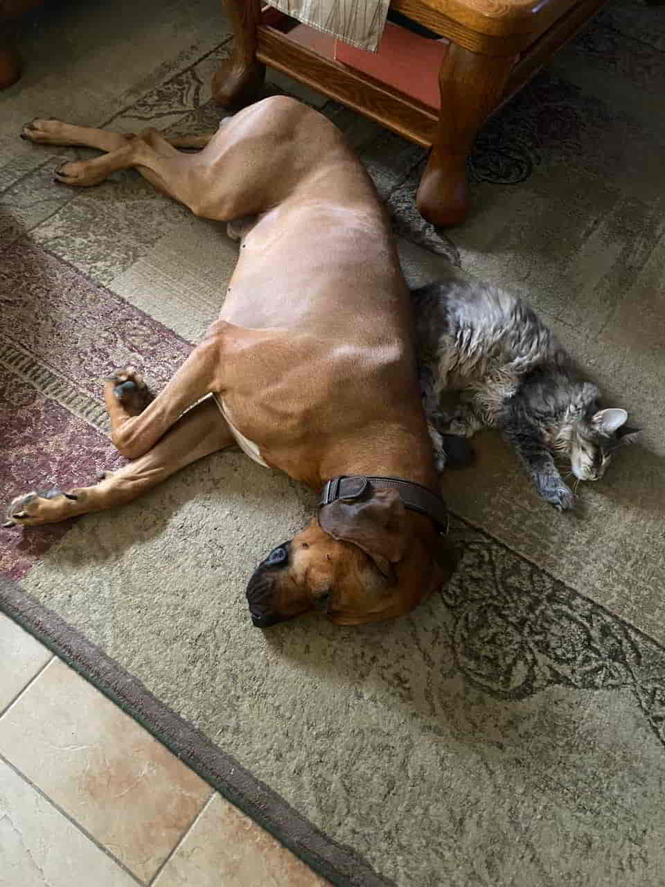 Bluebell genießt den Mittagsschlaf mit Rudi Bluebell genießt den Mittagsschlaf mit Rudi