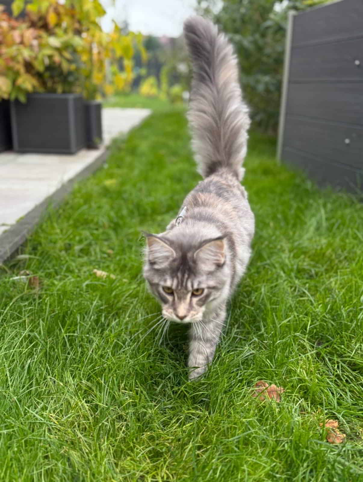 Bonnie Spaziergang Bonnie Spaziergang