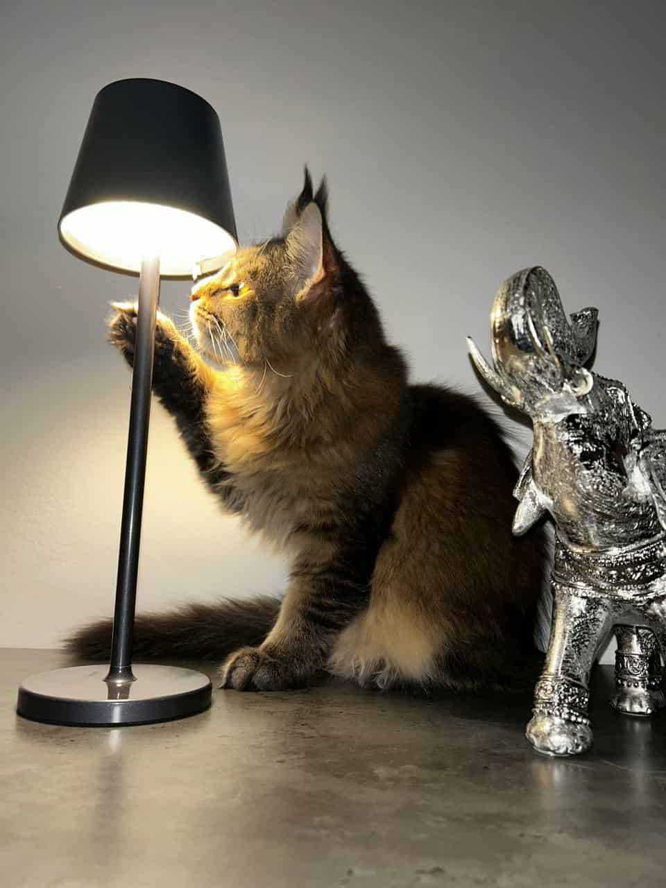 Carlo Heute mal ein romantischer Abend Carlo Heute mal ein romantischer Abend