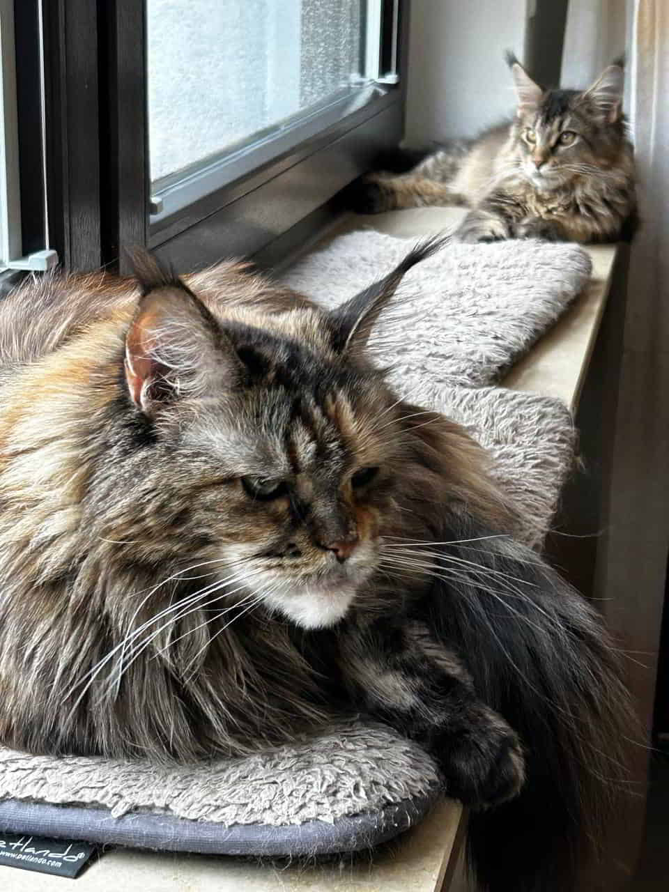 Carlo seiner Freundin Stella Carlo seiner Freundin Stella