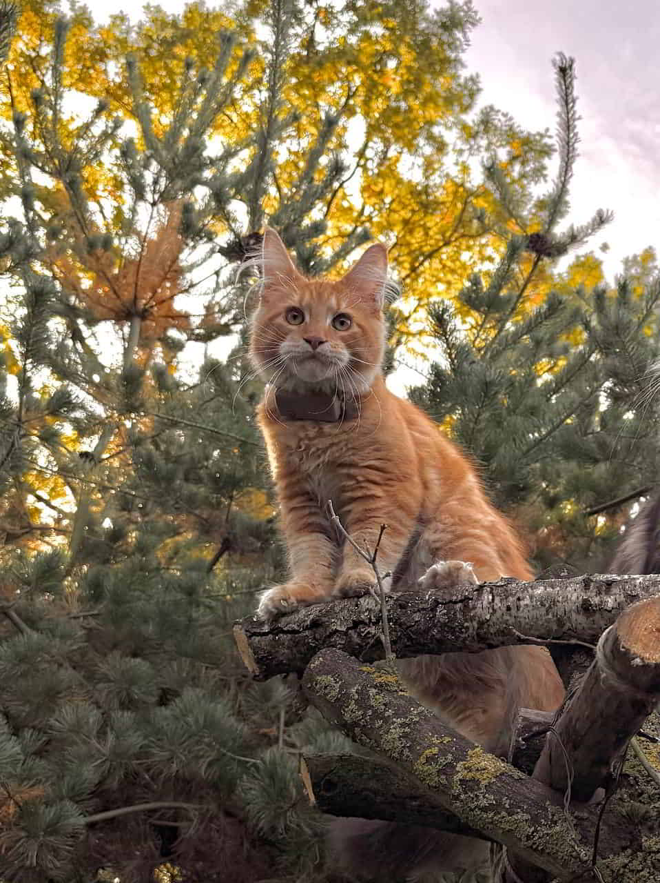 Dean 19 Wochen 3720g Dean 19 Wochen 3720g