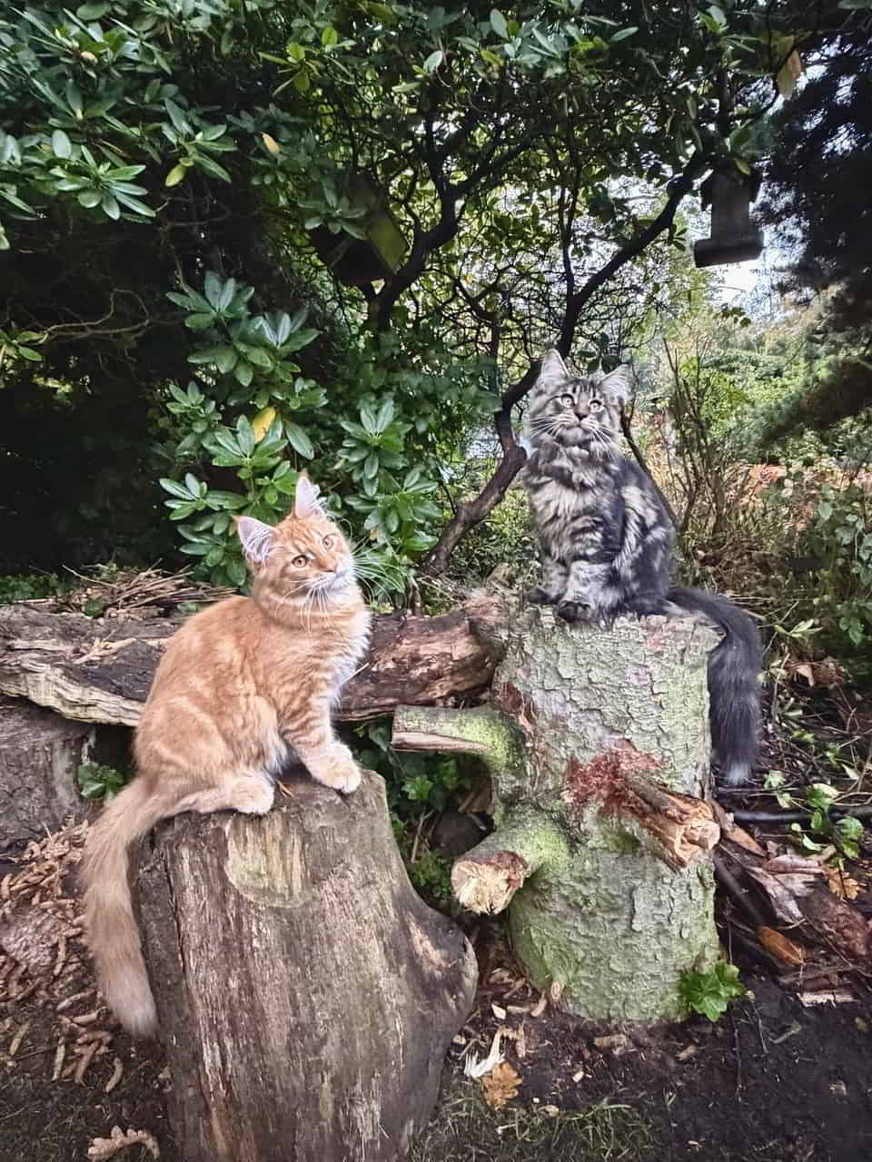 Dean 🥰 & Enzo 🥰 20 Wochen alt, wiegen beide heute exakt gleich viel 3950 Gramm Dean 🥰 & Enzo 🥰 20 Wochen alt, wiegen beide heute exakt gleich viel 3950 Gramm