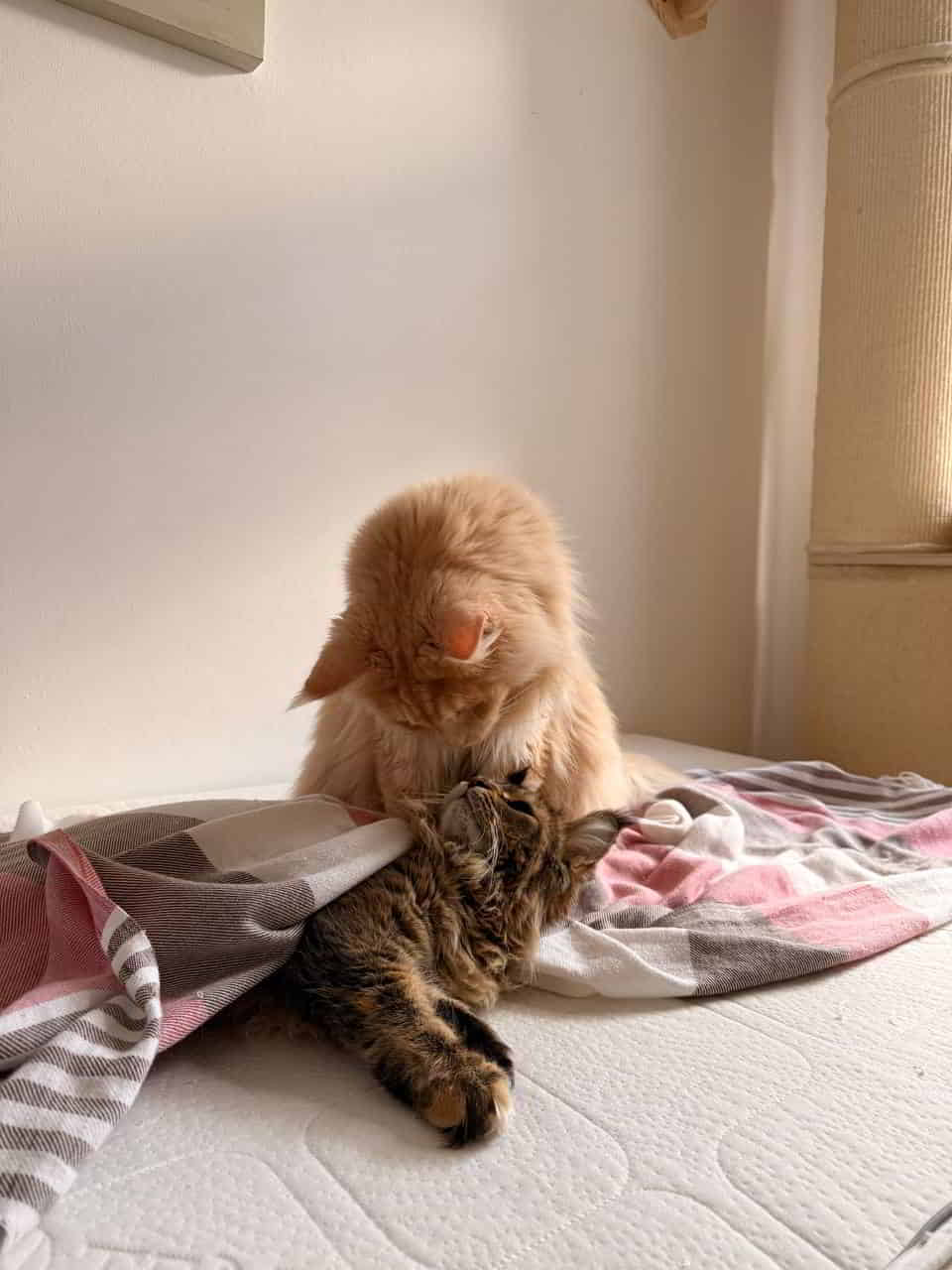 Die Knallköppe Die Knallköppe